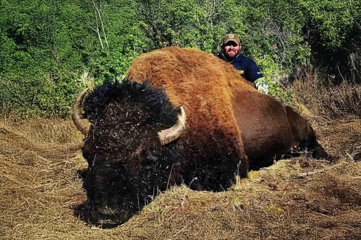 A hunter poses with a harvested bison in a grassy, wooded area.