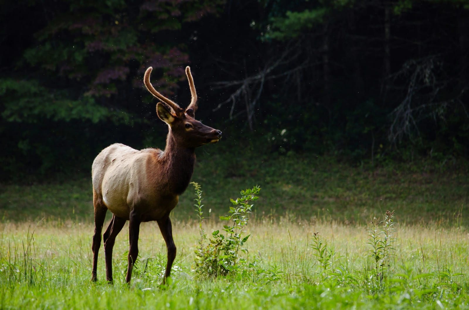 young-spike-elk