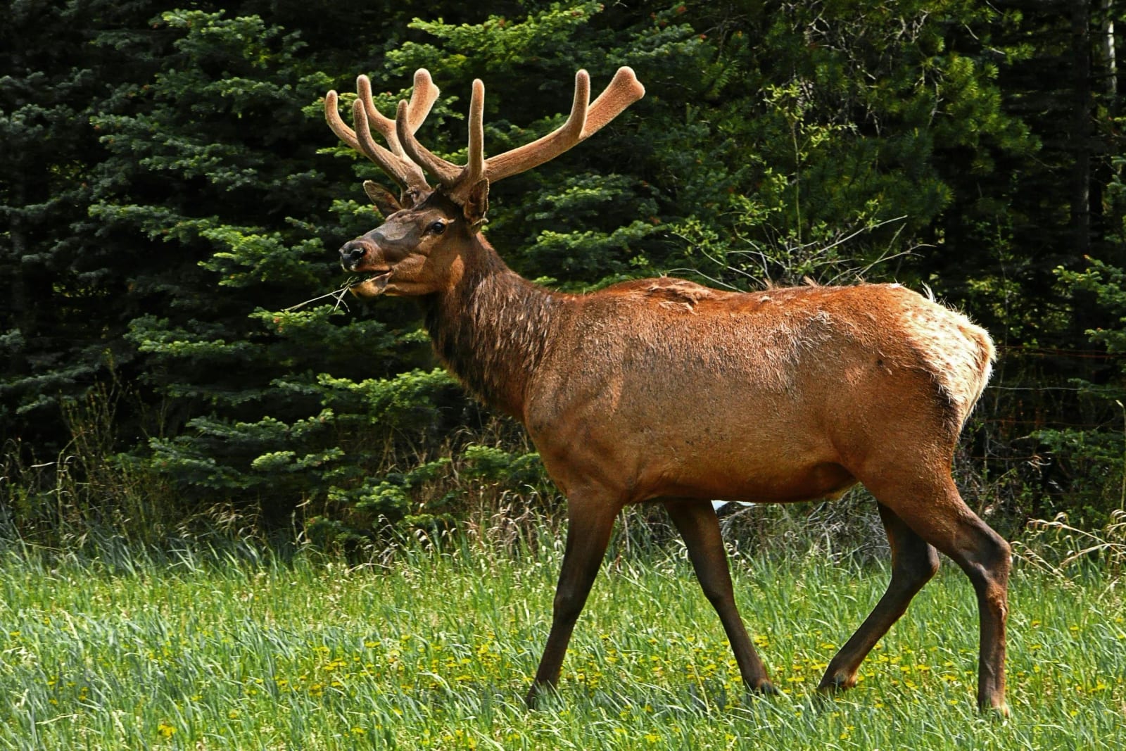 Full-grown bull elk with velvet antlers standing in a grassy field near a forest in Idaho, chewing on a piece of grass.