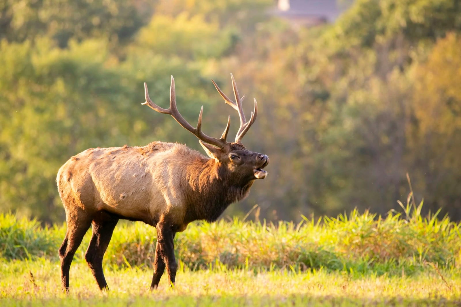 elk-broadside-bugle