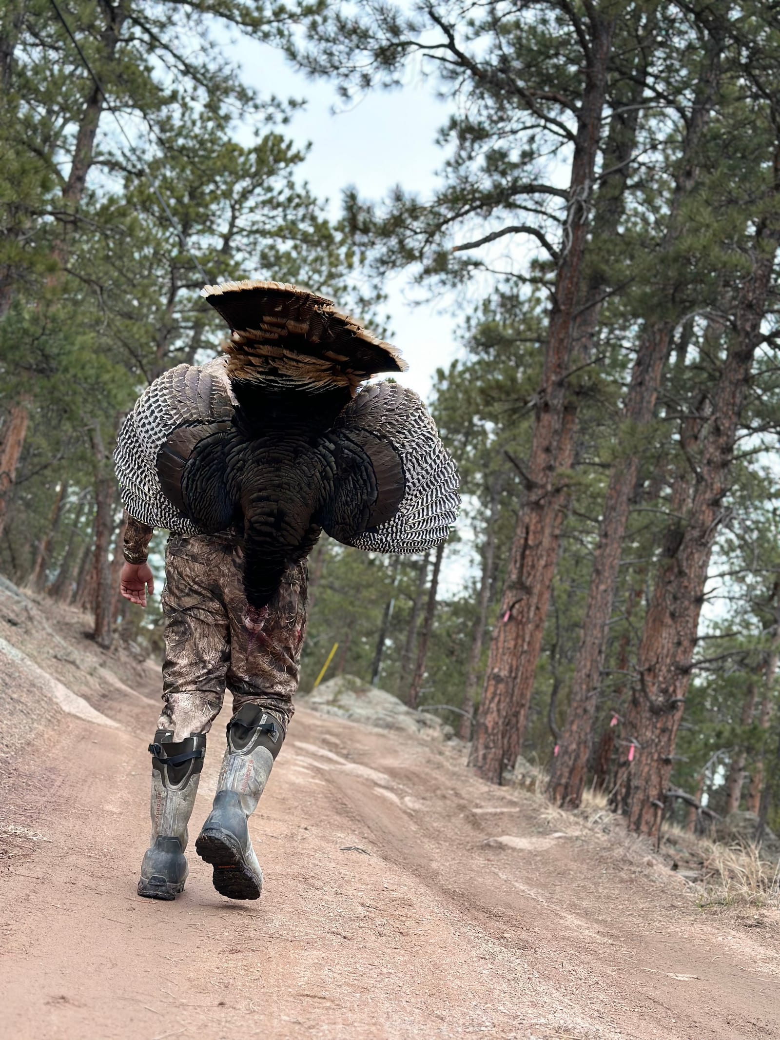 A hunter walks down a dirt path carrying a harvested wild turkey.