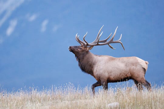 An elk with large antlers walks through a grassy field under a blue sky.