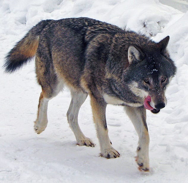 A gray wolf walks through snow, licking its snout.