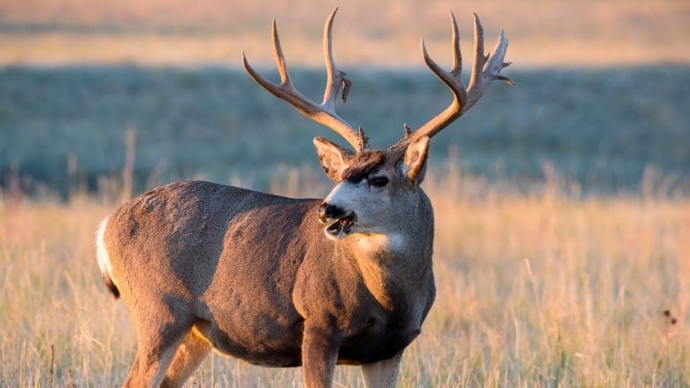 A mule deer buck stands in a grassy field during golden hour.