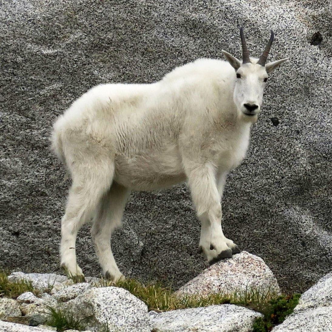 A mountain goat stands on rocks.