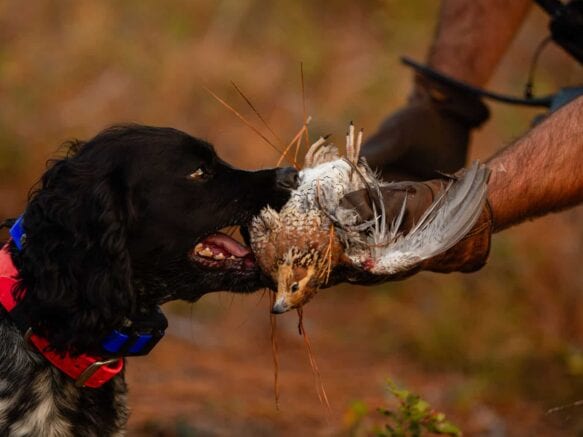 A hunting dog retrieving a bird during outdoor game hunting.