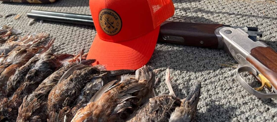 Quail after a hunt, with over under shotgun