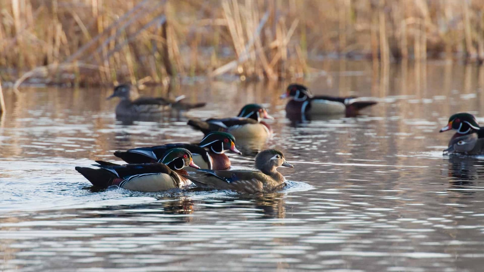 Several wood ducks swim in a pond with reeds in the background.