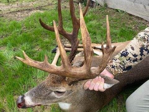 Large-antlered deer being held on grass near wooden structure.