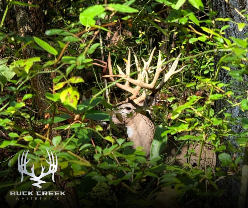 Hunt a trophy whitetail during a high fence hunt