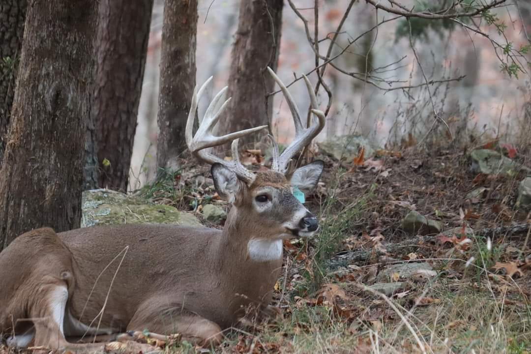 A whitetail deer with large antlers rests in a wooded area.