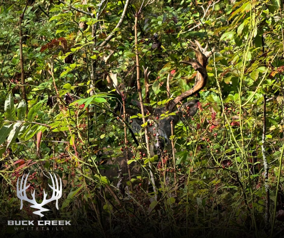 High Fence Deer are managed in a controlled area.