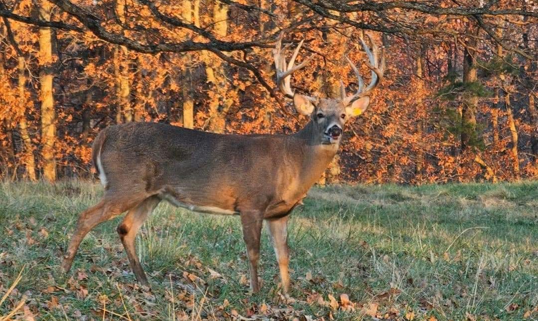 A whitetail deer stands in a grassy field with autumn trees in the background.