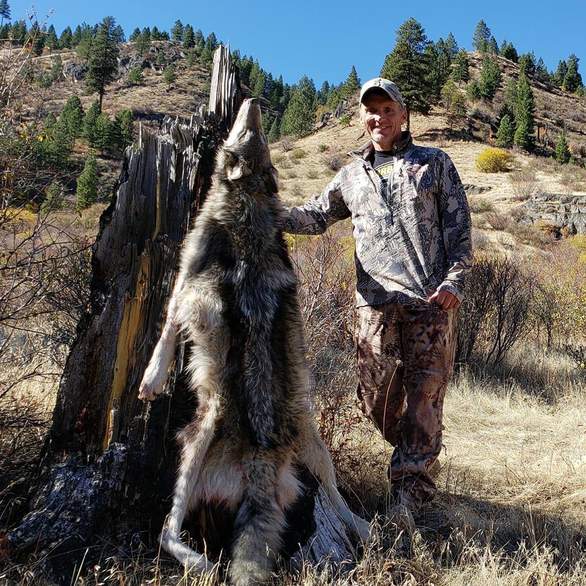 A hunter poses with a harvested wolf next to a tree stump.