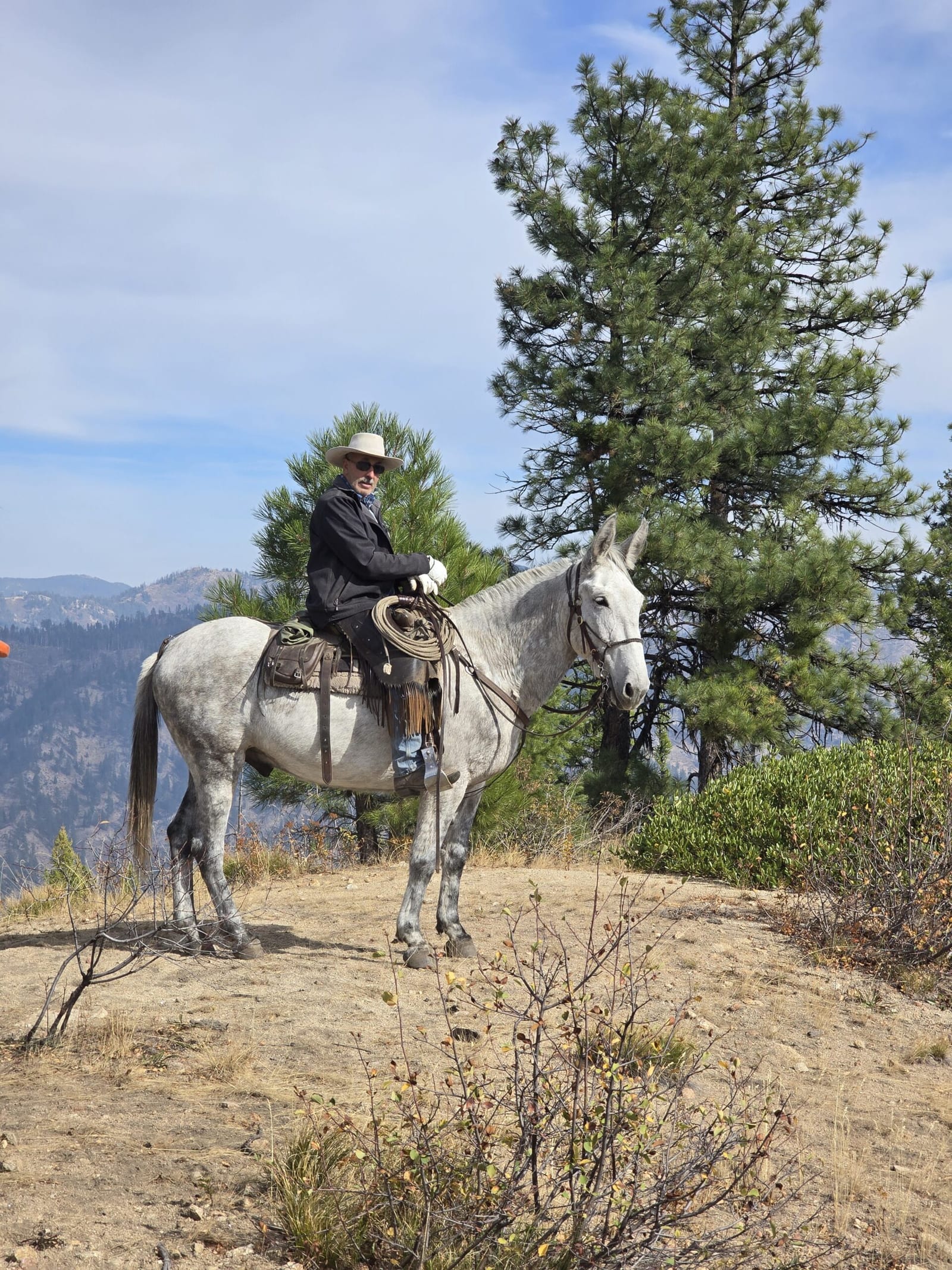 A man in a hat rides a mule on a hillside with pine trees and a valley in the background.