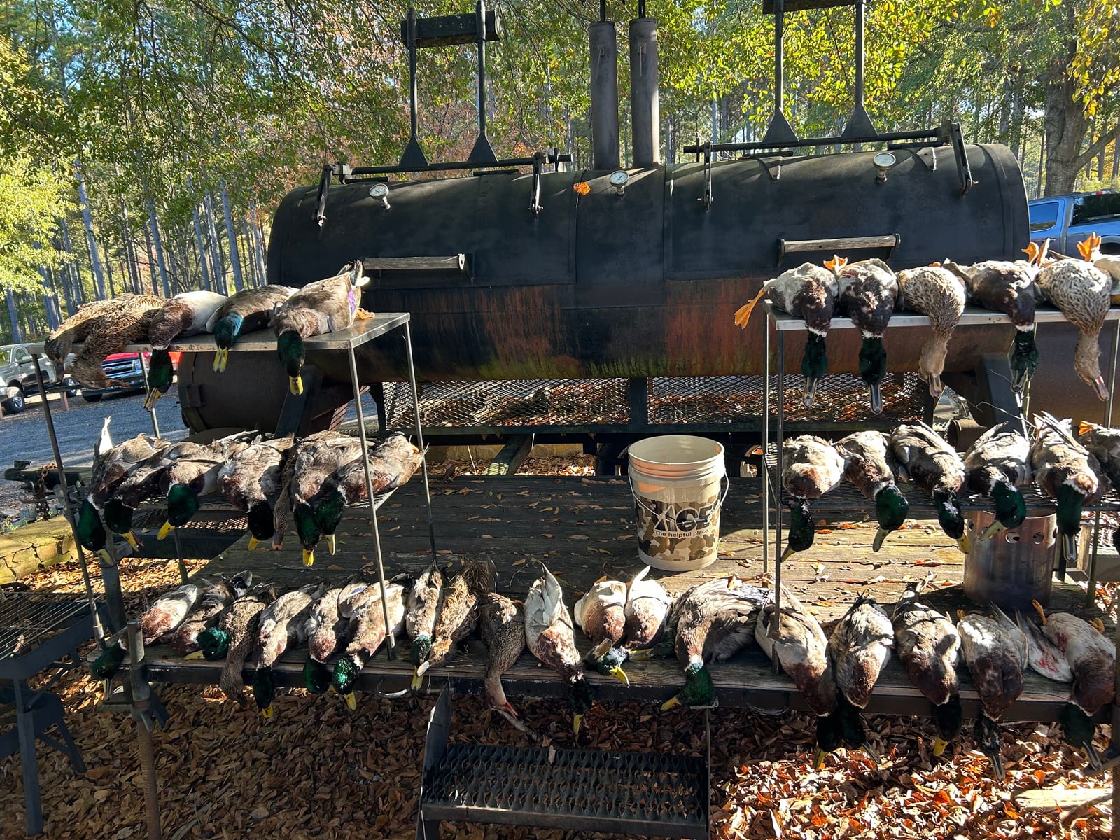 Harvested ducks, many appearing to be mallards, are displayed on racks in front of a large outdoor smoker.