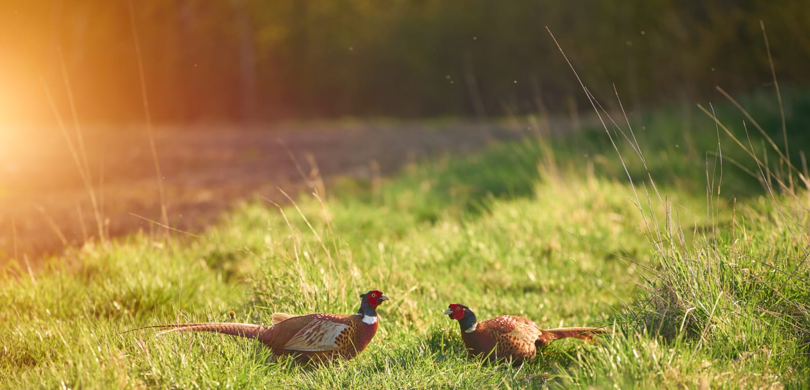 AdobeStock_1304670839_edited.jpg