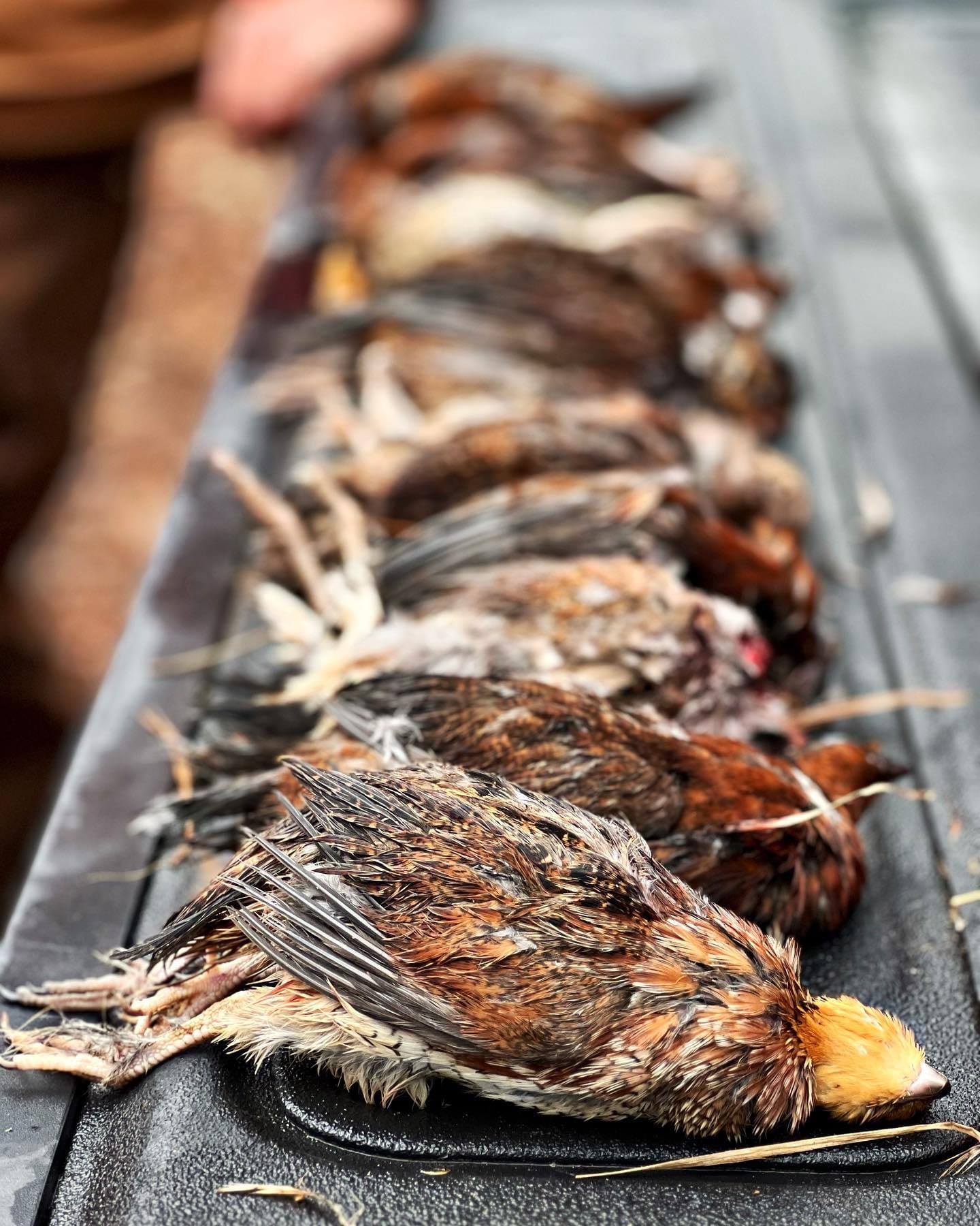 Several harvested Northern Bobwhite Quail are laid out on a truck bed.
