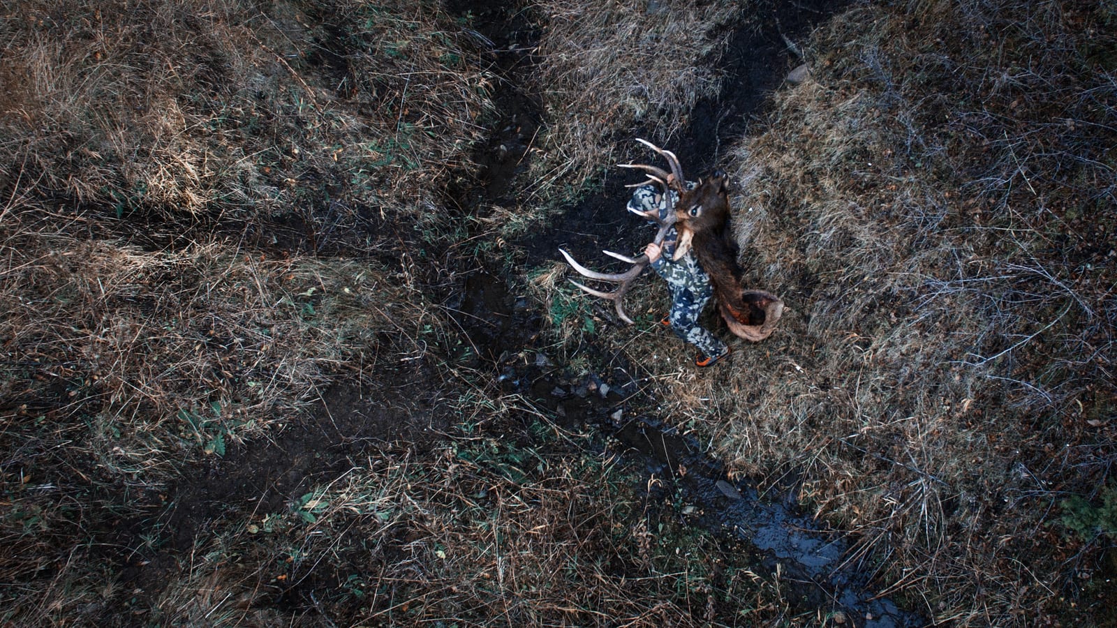 An aerial view of a hunter carrying a harvested mule deer through tall grass.