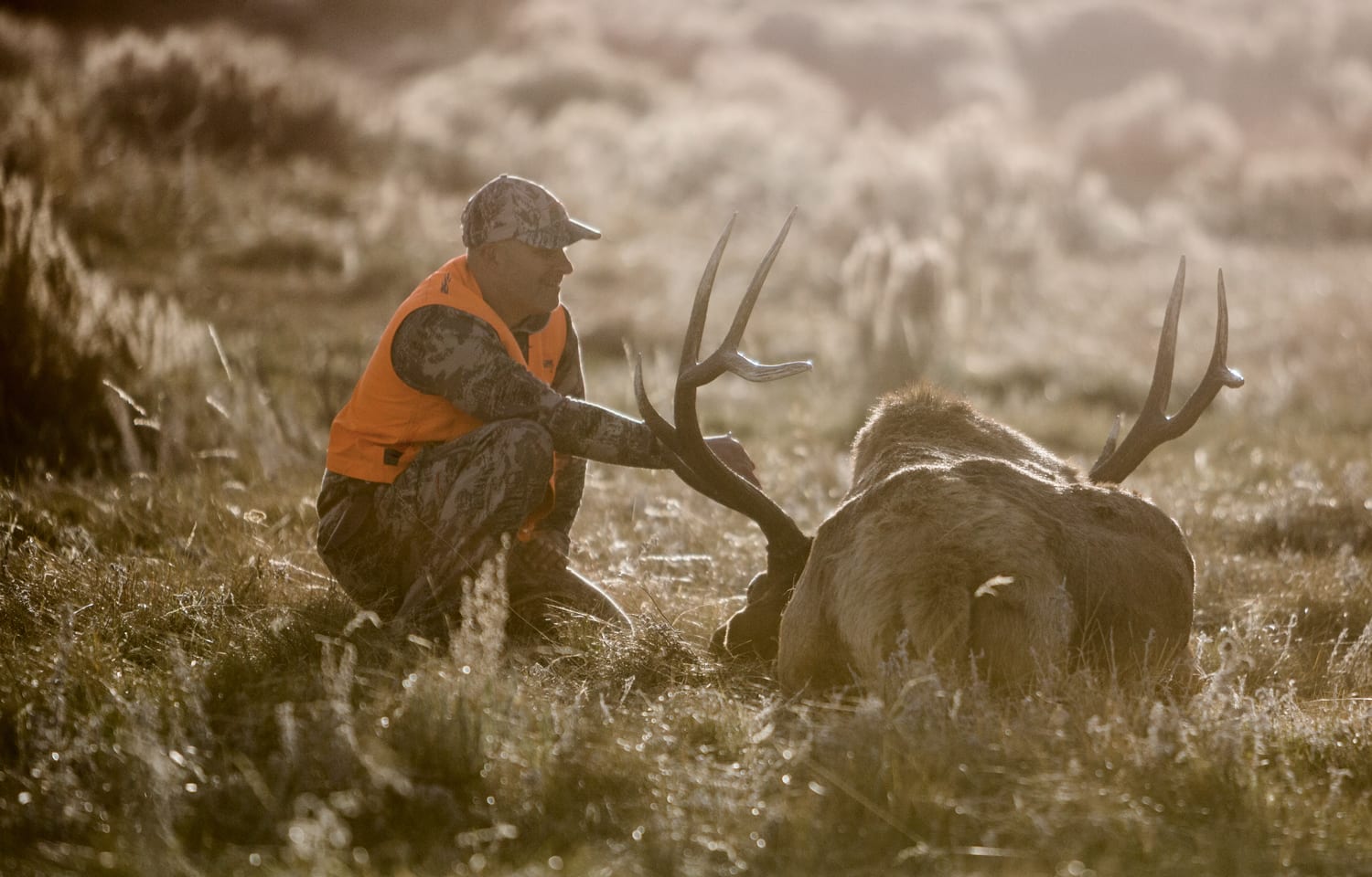 A hunter in camouflage and an orange vest crouches next to a harvested elk in a grassy field.