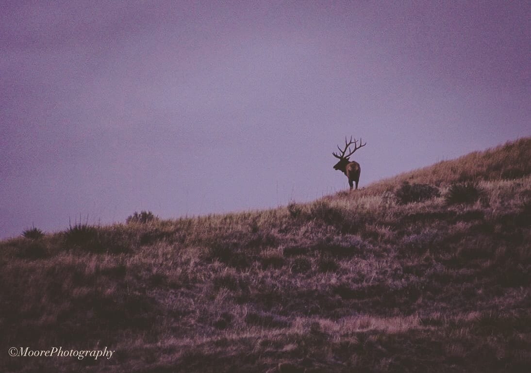 An elk stands on a grassy hillside under a purple sky.