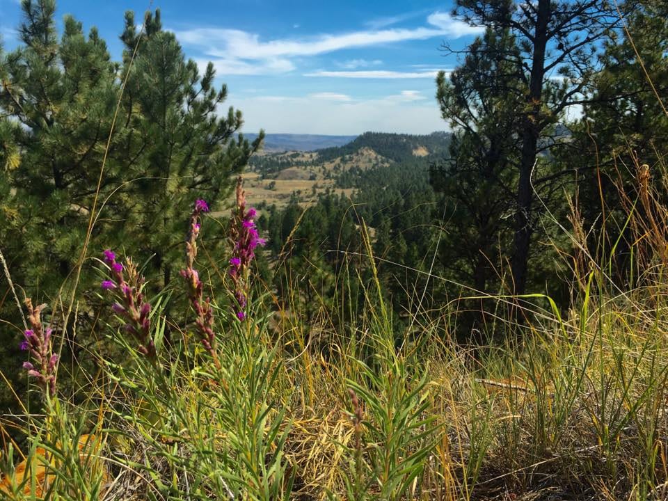 A scenic view of a forested valley with hills in the distance, framed by trees and purple wildflowers in the foreground.