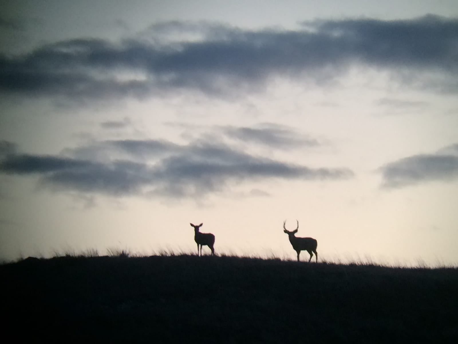 Two mule deer are silhouetted against a cloudy sky on a hilltop at dusk or dawn.