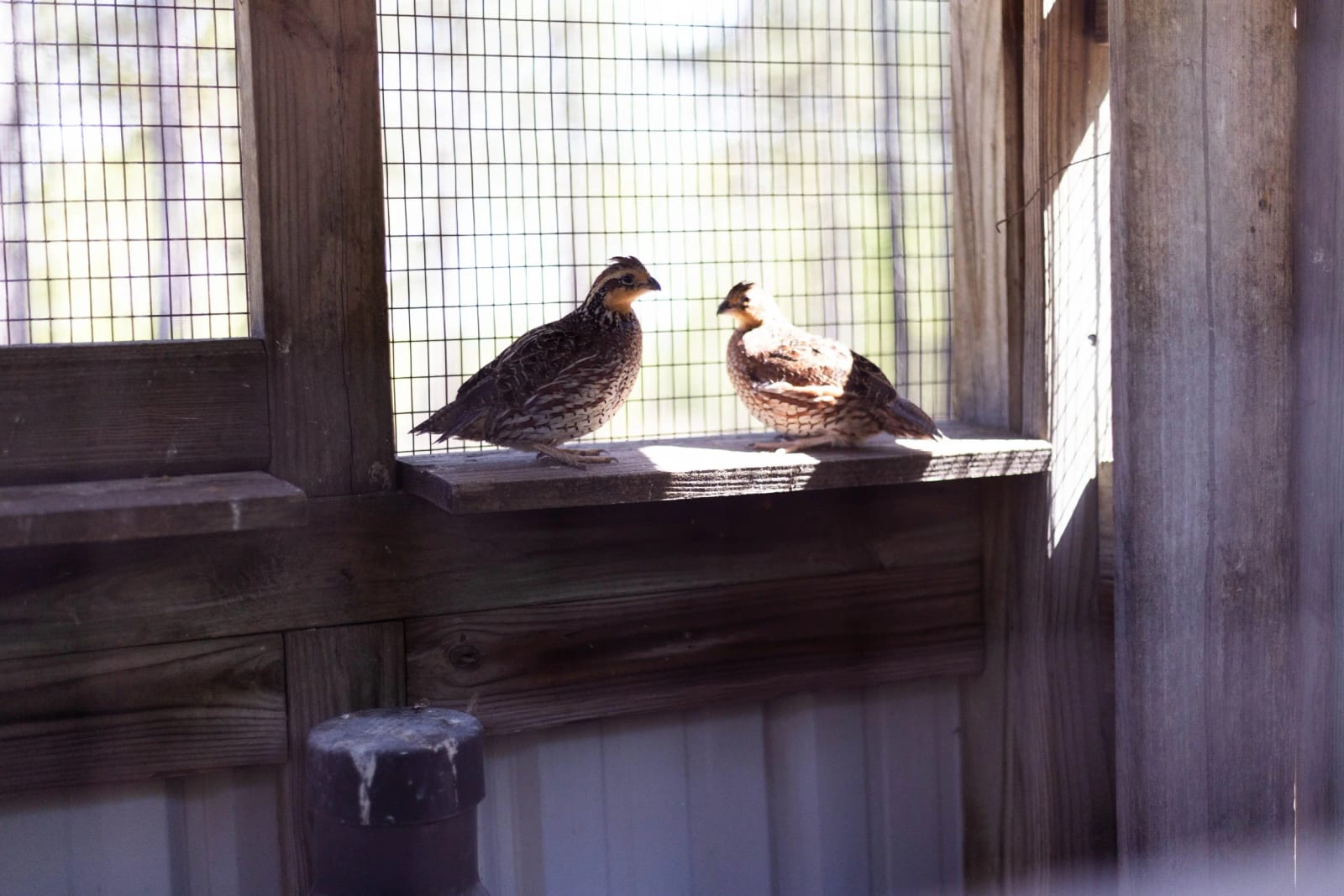 Two quail birds on a wooden perch inside a wire enclosure, with sunlight coming through the background.