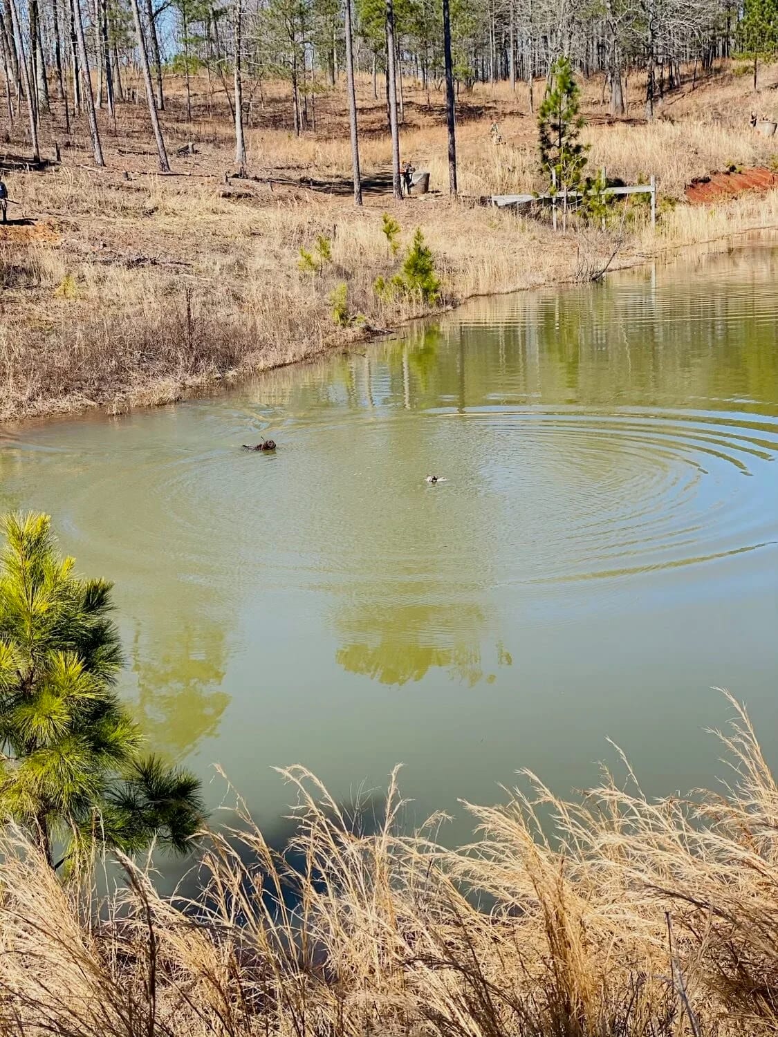 A pond with two ducks swimming, surrounded by dry grass and trees on a sunny day.