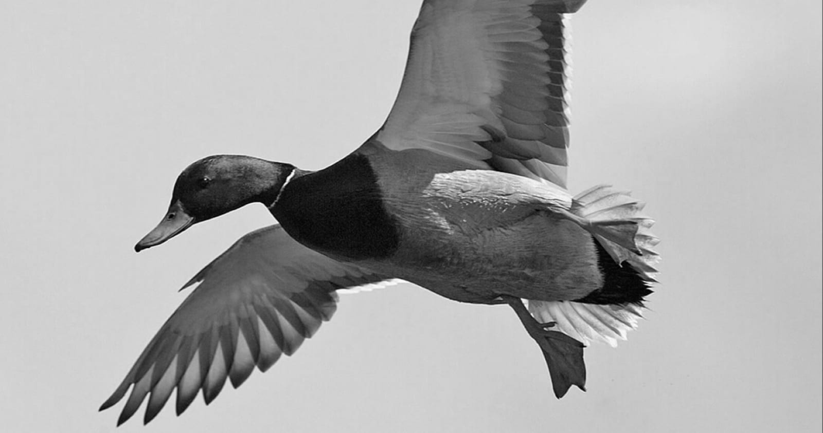 Butte City Hunting Club - Mallard