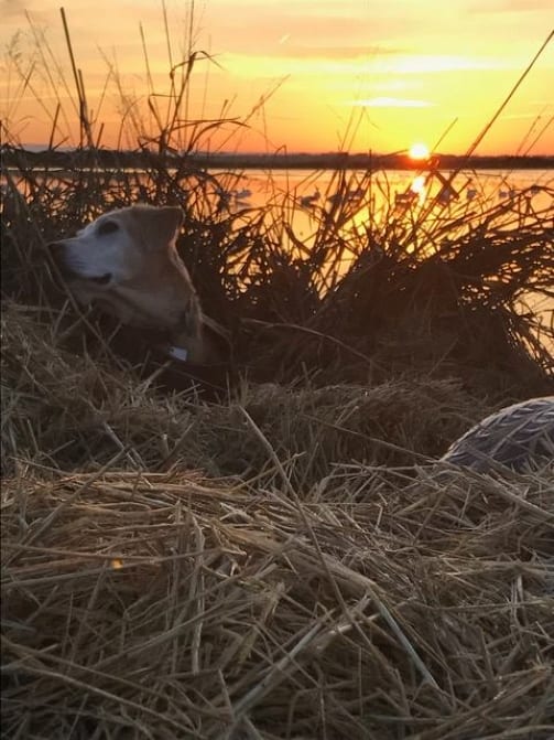 Butte City Hunting Club sunrise with dog