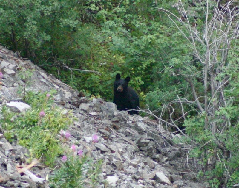 A black bear stands among rocks and bushes on a hillside.