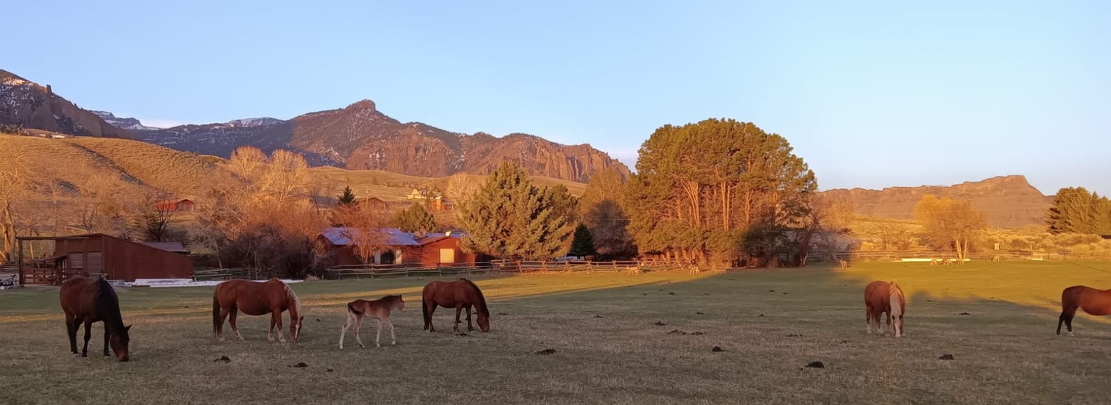 Horses and a foal graze in a field with mountains and buildings in the background during golden hour.