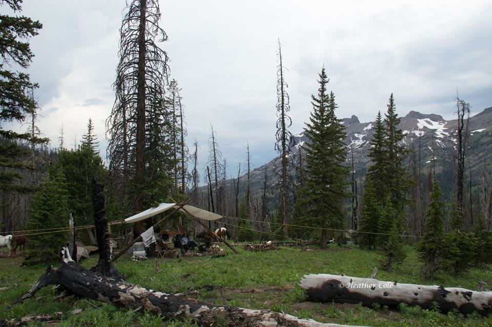 A canvas tent camp is set up in a clearing surrounded by tall trees, with horses nearby and snow-capped mountains in the background under a cloudy sky.