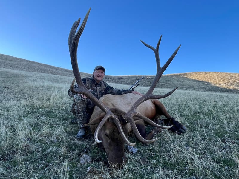A hunter poses with a harvested elk in a grassy field under a clear blue sky.