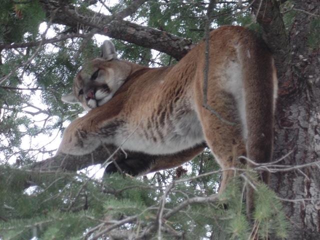 A mountain lion rests in a tree.