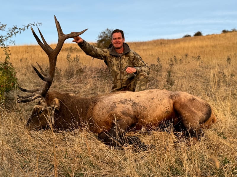 A hunter poses with a harvested elk in a grassy field.