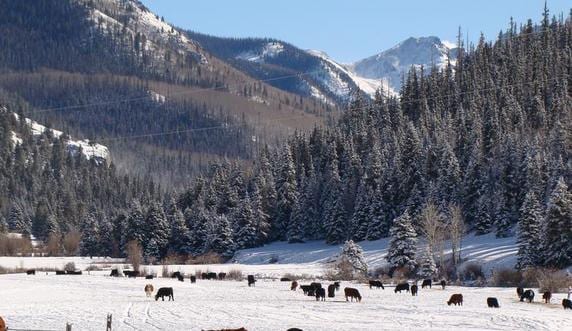 Cattle graze in a snow-covered field with pine trees and mountains in the background.