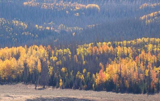 A scenic view of a forest with trees displaying autumn colors.