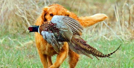 A golden retriever carries a harvested ring-necked pheasant in a grassy field.