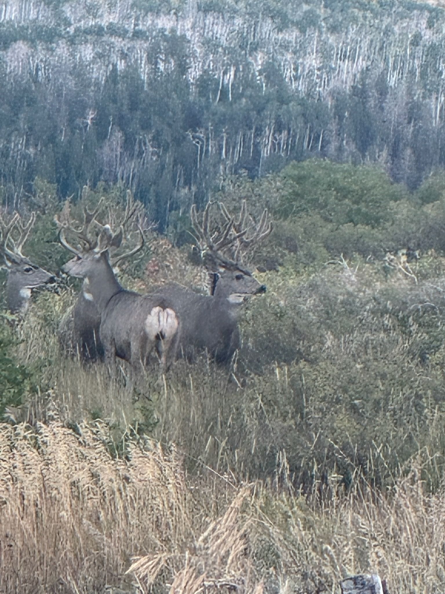 Several mule deer bucks stand in tall grass with a forest in the background.
