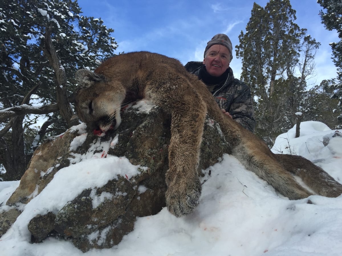 Mountain Lion Hunts CO
