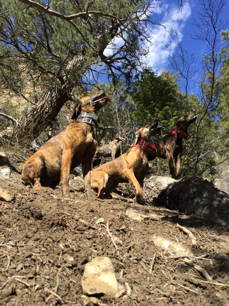 Dry Ground Hunts