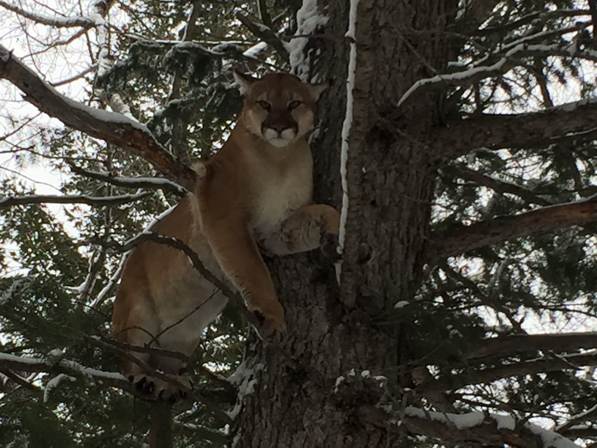 CO Mountain Lion Hunts