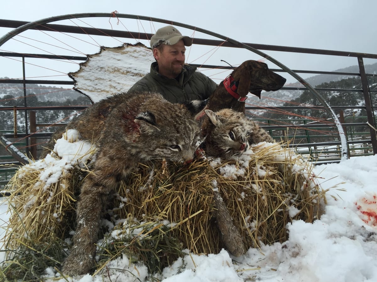 Bobcat Hunts