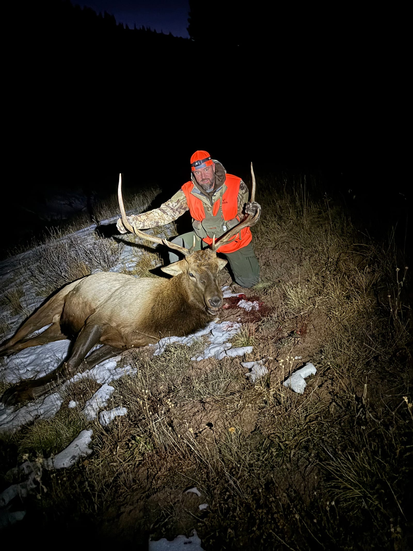 Bull elk harvested on public land in GMU 43 during a 3rd season horseback hunt