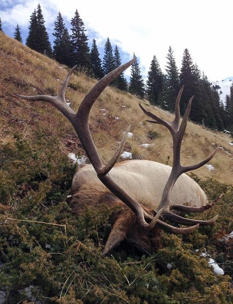 Trophy Colorado bull elk harvested on a guided horseback hunt in the Wilderness of unit 43, Aspen, CO
