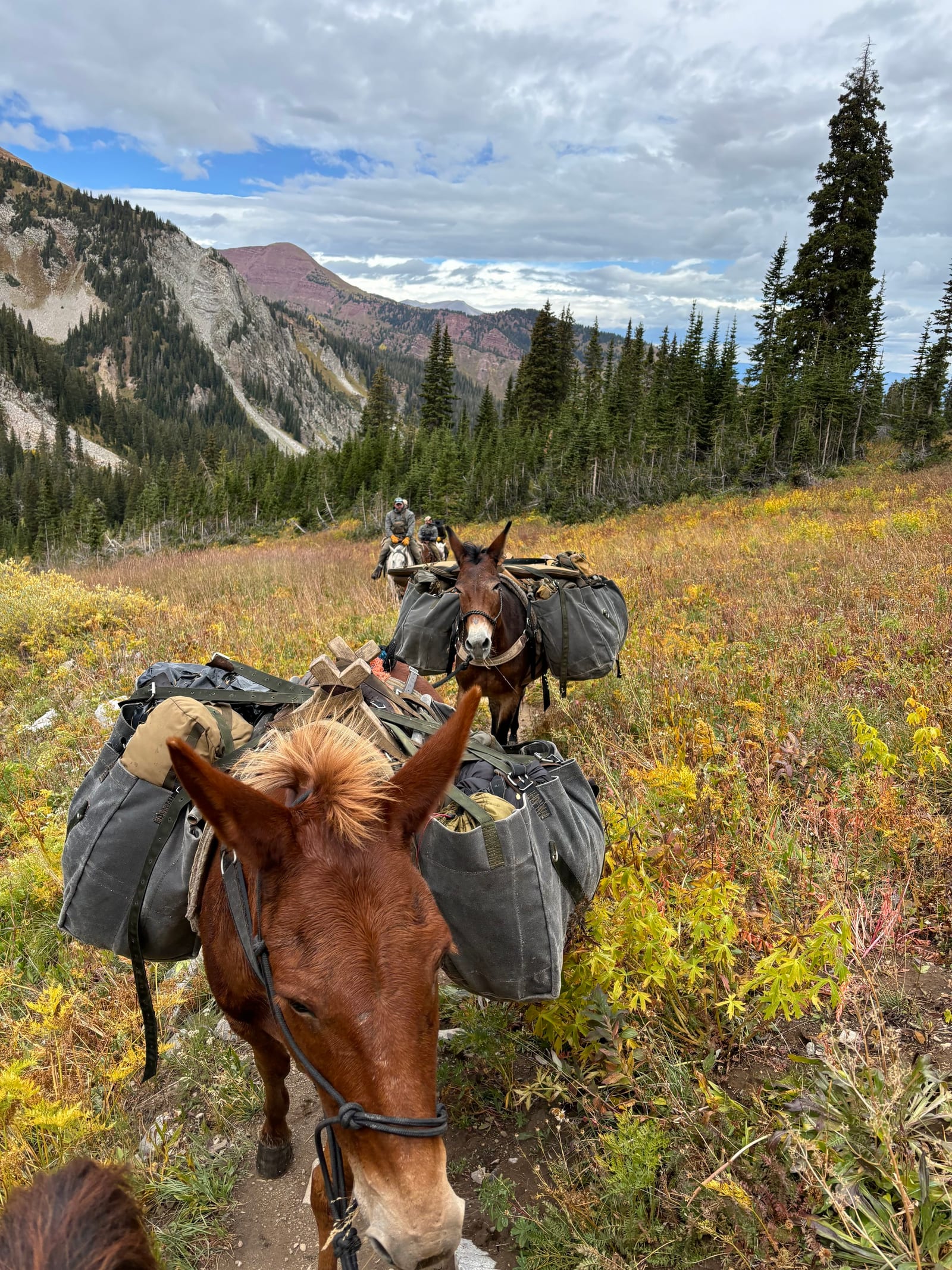 Mules in the Colorado high country packing Aron Snyder and other hunters into a remote basin for a goat hunt