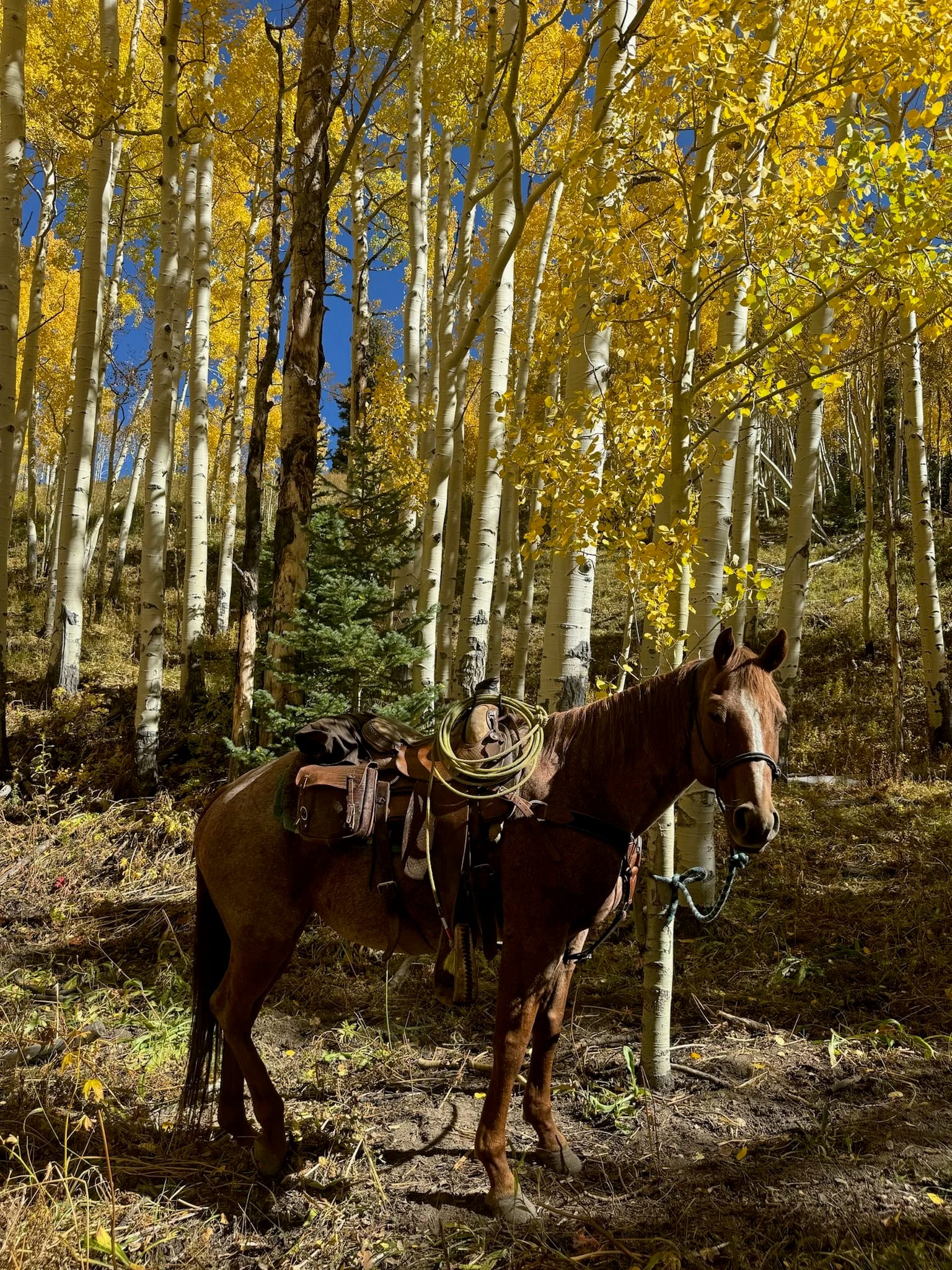 Roan horse standing in the Aspen trees in fall colors during archery elk hunting season in Snowmass, CO