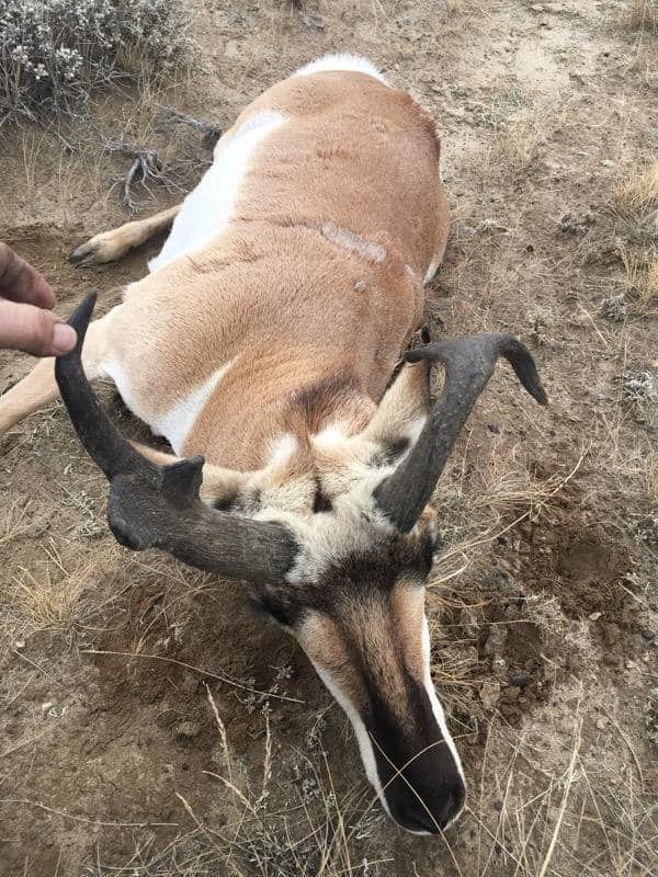 A harvested pronghorn lies on the ground, with a hand touching its horn.